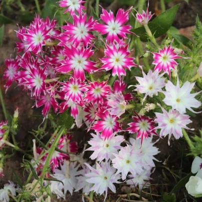 Plaménka Drummondova směs barev - Phlox drum. mix - semena - 100 ks