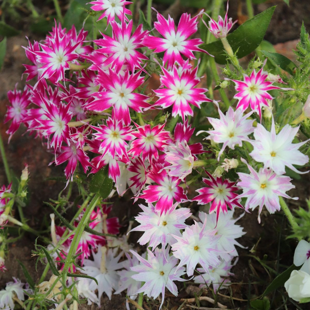 Plaménka Drummondova směs barev - Phlox drum. mix - semena - 100 ks