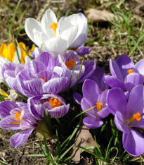 Směs krokusů - Crocus mix - cibuloviny - 15 ks