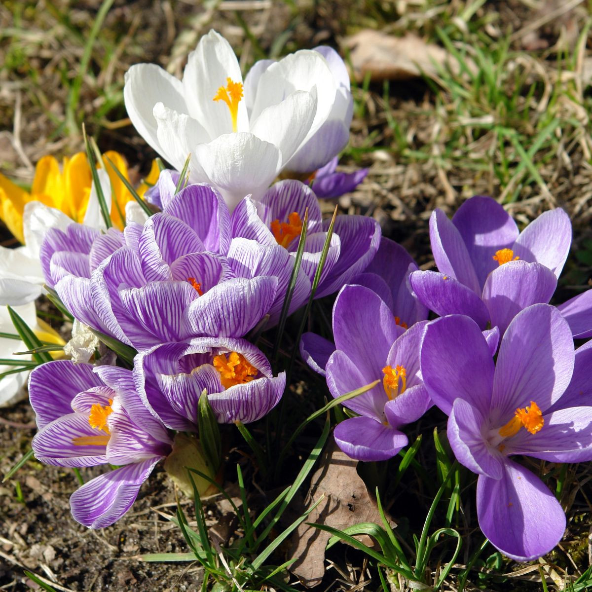 Směs krokusů - Crocus mix - cibuloviny - 15 ks
