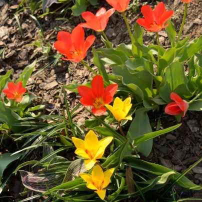 Směs tulipánů - Tulipa mix - cibuloviny - 15 ks