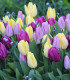 Směs tulipánů - Tulipa mix - cibuloviny - 15 ks