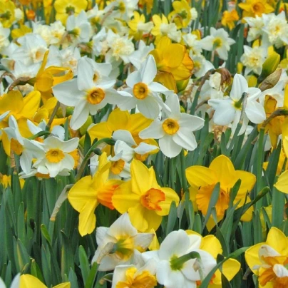 Směs narcisů - Narcissus mix - cibuloviny - 15 ks