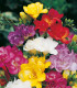 Směs frézií - Freesia mix - cibuloviny - 15 ks