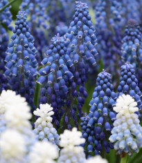 Směs modřeneců - Muscari mix - cibuloviny - 15 ks