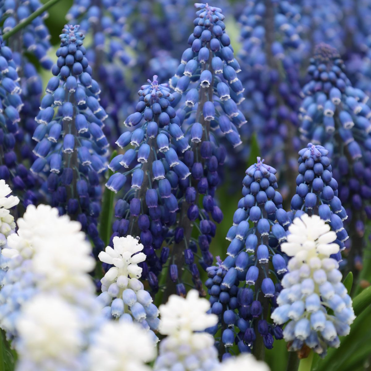 Směs modřeneců - Muscari mix - cibuloviny - 15 ks