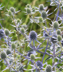 Máčka modrá - Eryngium planum - semena - 20 ks
