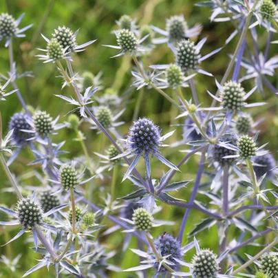 Máčka modrá - Eryngium planum - semena - 20 ks