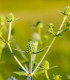 Máčka bílá White glitter - Eryngium planum - semena - 10 ks