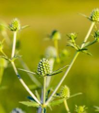 Máčka bílá White glitter - Eryngium planum - semena - 10 ks