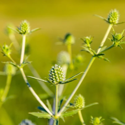 Máčka bílá White glitter - Eryngium planum - semena - 10 ks