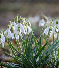 Směs sněženek - Galanthus mix - cibuloviny - 15 ks