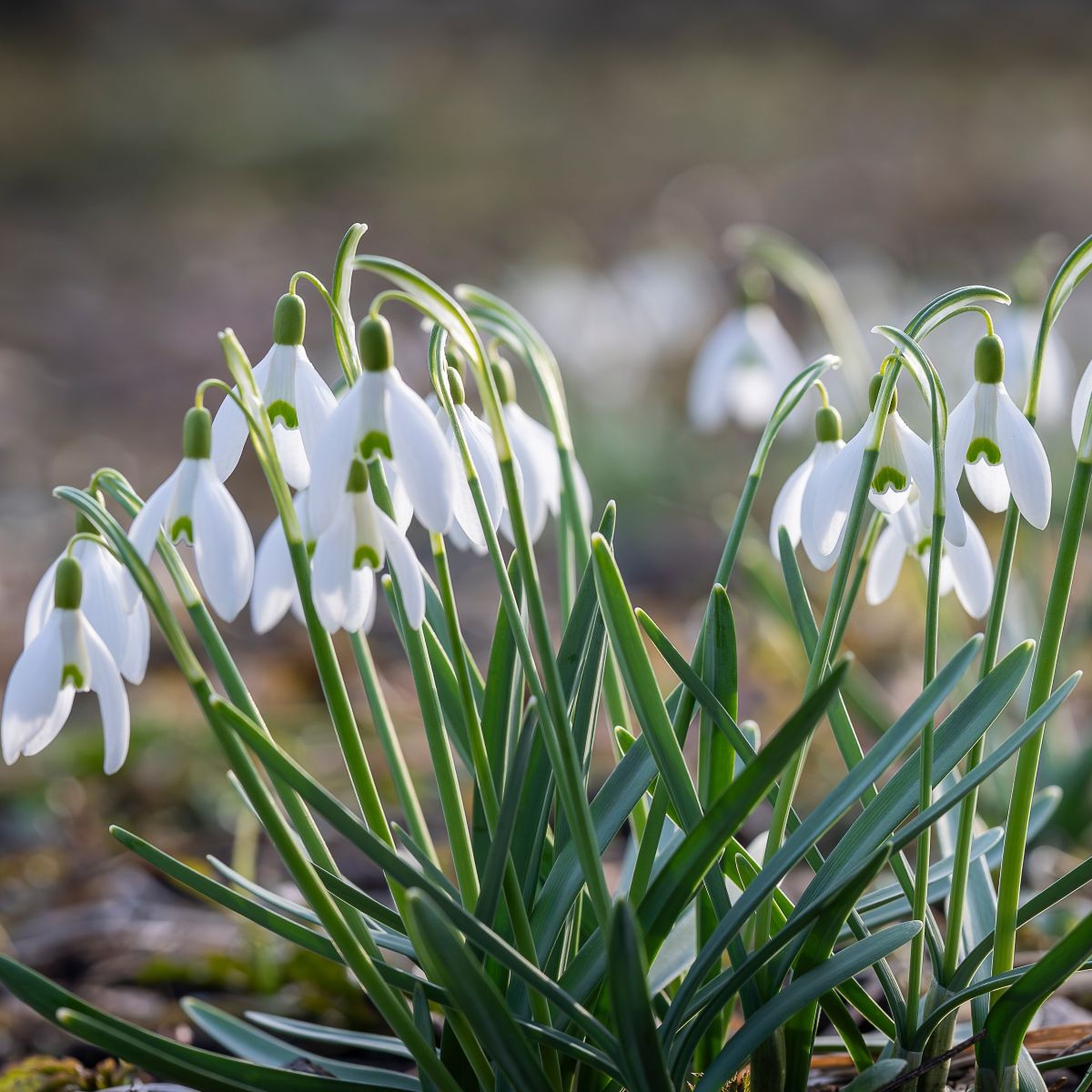 Směs sněženek - Galanthus mix - cibuloviny - 15 ks