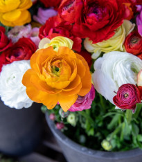 Směs pryskyřníků - Ranunculus asiaticus mix - cibuloviny - 15 ks