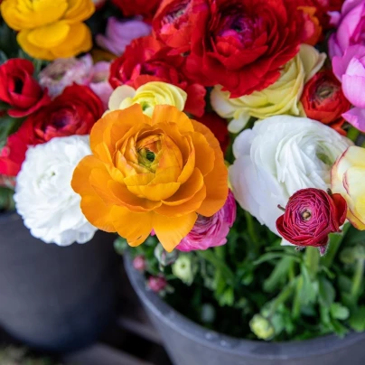 Směs pryskyřníků - Ranunculus asiaticus mix - cibuloviny - 15 ks