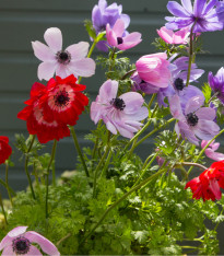 Směs sasanek - Anemone mix- cibuloviny - 15 ks