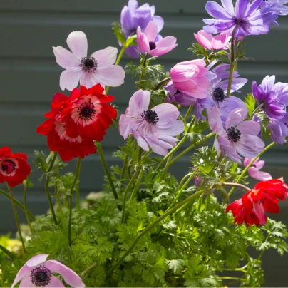 Směs sasanek - Anemone mix- cibuloviny - 15 ks