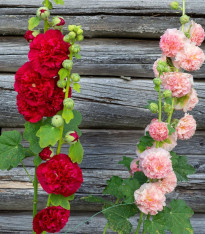 Topolovka plnokvětá Chaters směs - Alcea rosea - semena - 12 ks