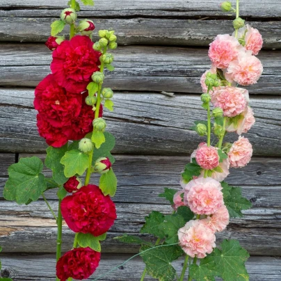 Topolovka plnokvětá Chaters směs - Alcea rosea - semena - 12 ks