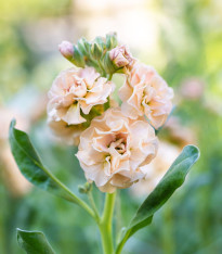 Fiala Iron Appricot - Matthiola incana - semena - 40 ks