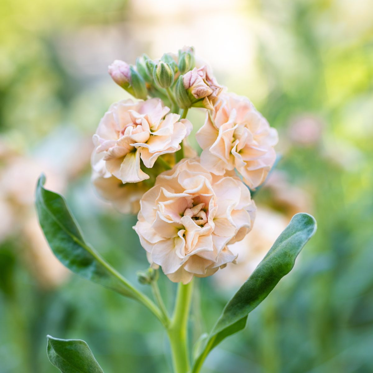 Fiala Iron Appricot - Matthiola incana - semena - 40 ks