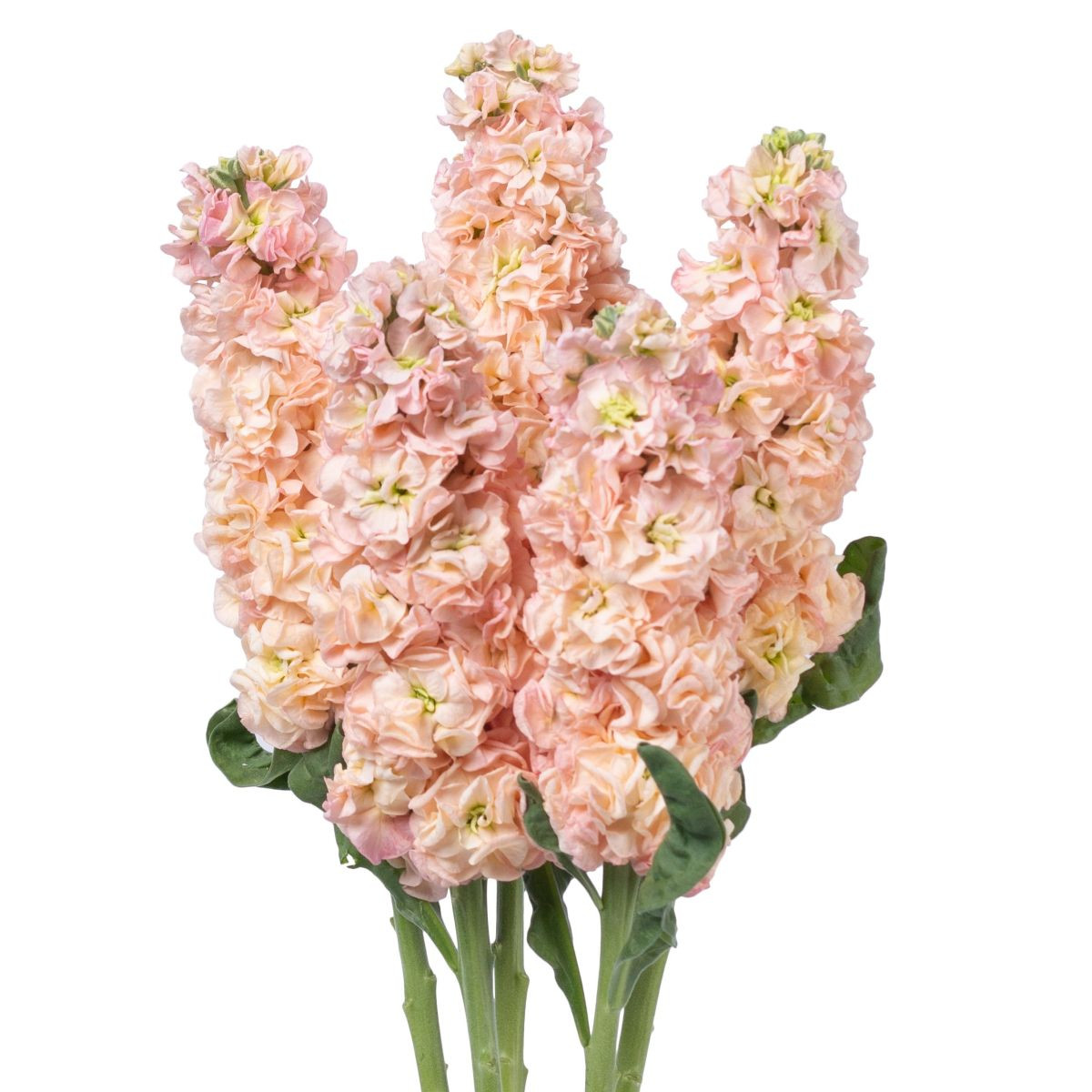 Fiala Iron Appricot - Matthiola incana - semena - 40 ks