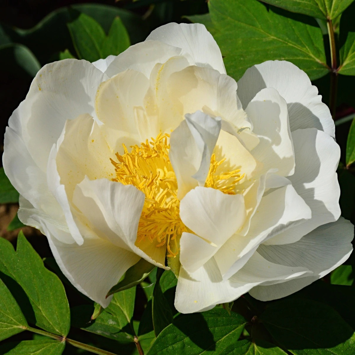 Pivoňka Patio Dublin - Paeonia lactiflora - cibuloviny - 1 ks