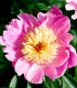 Pivoňka Bowl of Beauty - Paeonia lactiflora - cibuloviny - 1 ks
