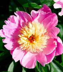Pivoňka Bowl of Beauty - Paeonia lactiflora - cibuloviny - 1 ks