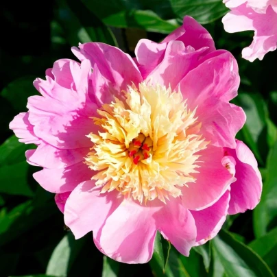 Pivoňka Bowl of Beauty - Paeonia lactiflora - cibuloviny - 1 ks