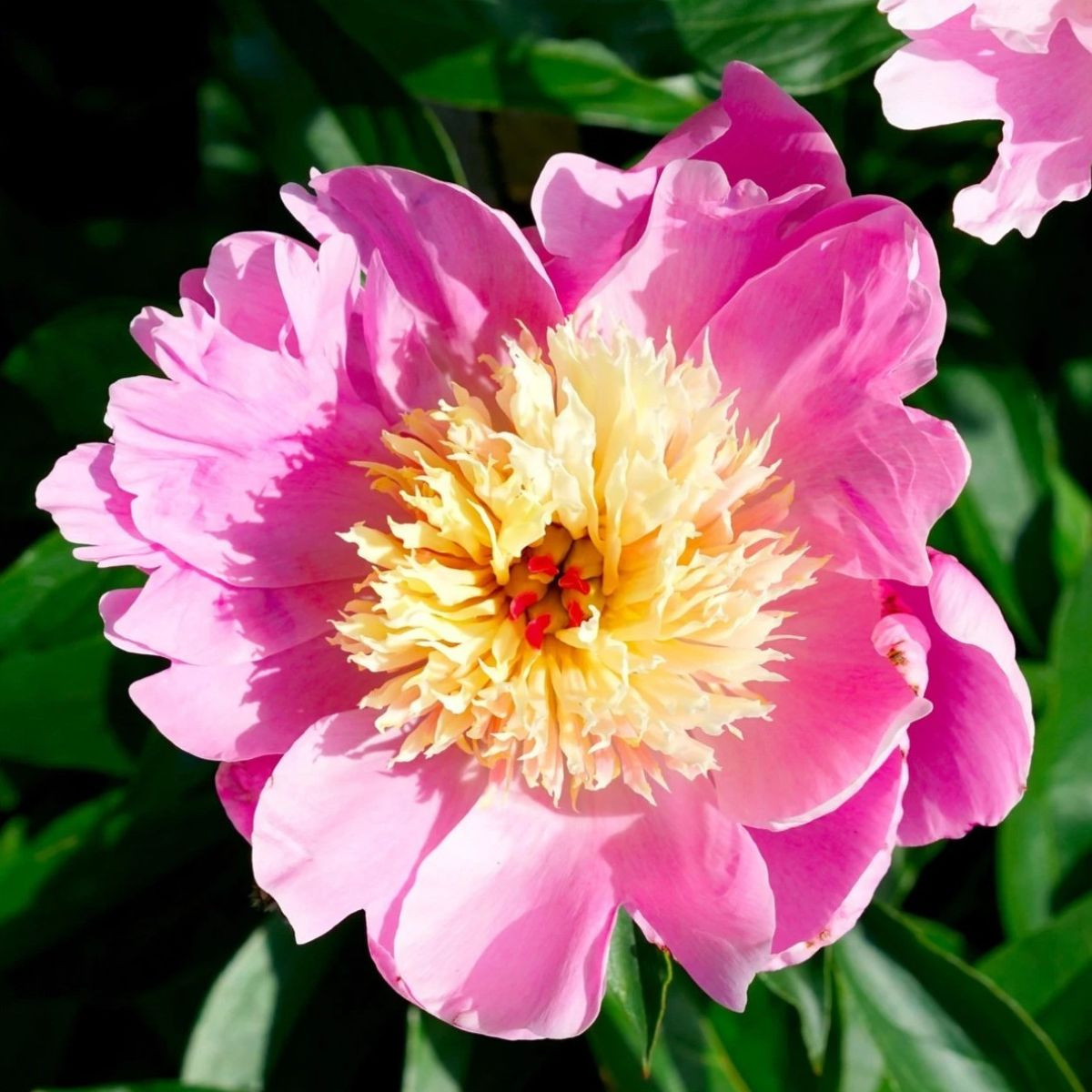 Pivoňka Bowl of Beauty - Paeonia lactiflora - cibuloviny - 1 ks