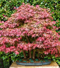 Javor dlanitolistý - Acer palmatum - semena - 5 ks