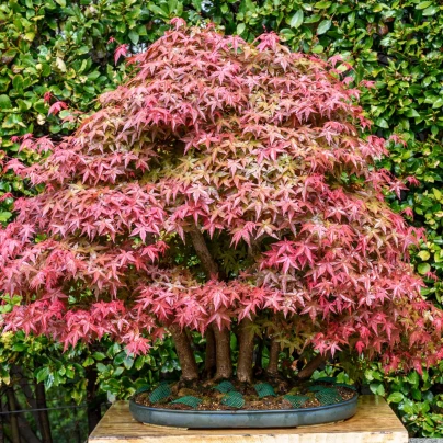 Javor dlanitolistý - Acer palmatum - semena - 5 ks