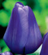 Tulipán Triumph Blue - Tulipa - cibuloviny - 3 ks