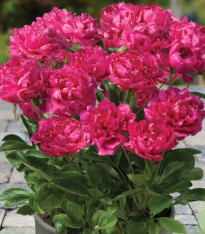 Pivoňka Patio London - Paeonia lactiflora - cibuloviny - 1 ks