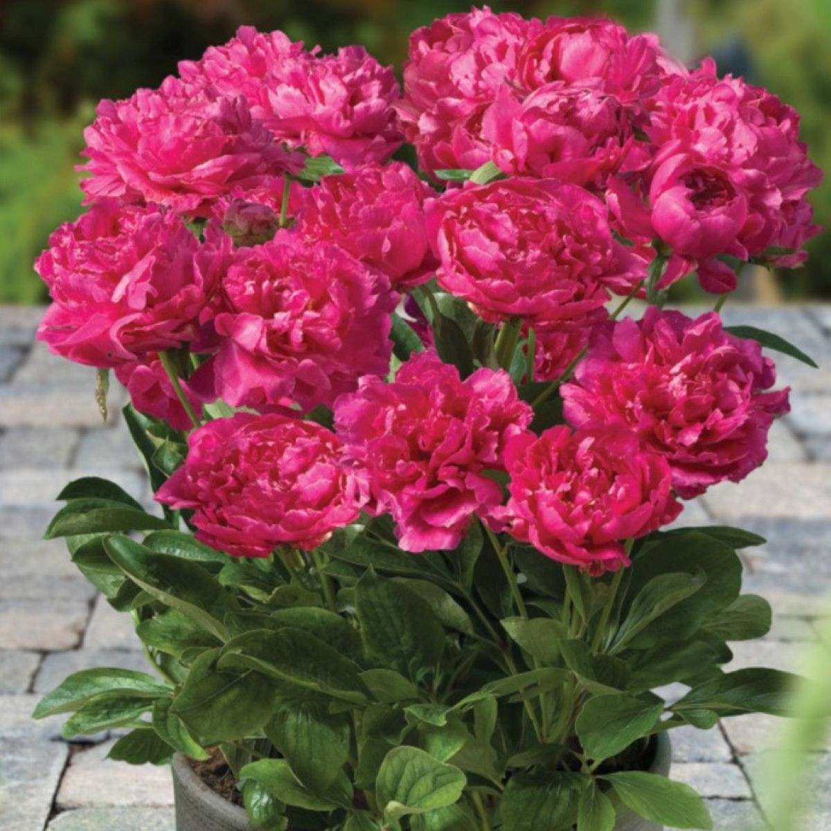 Pivoňka Patio London - Paeonia lactiflora - cibuloviny - 1 ks