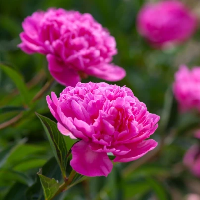 Pivoňka Patio Rome - Paeonia lactiflora - cibuloviny - 1 ks