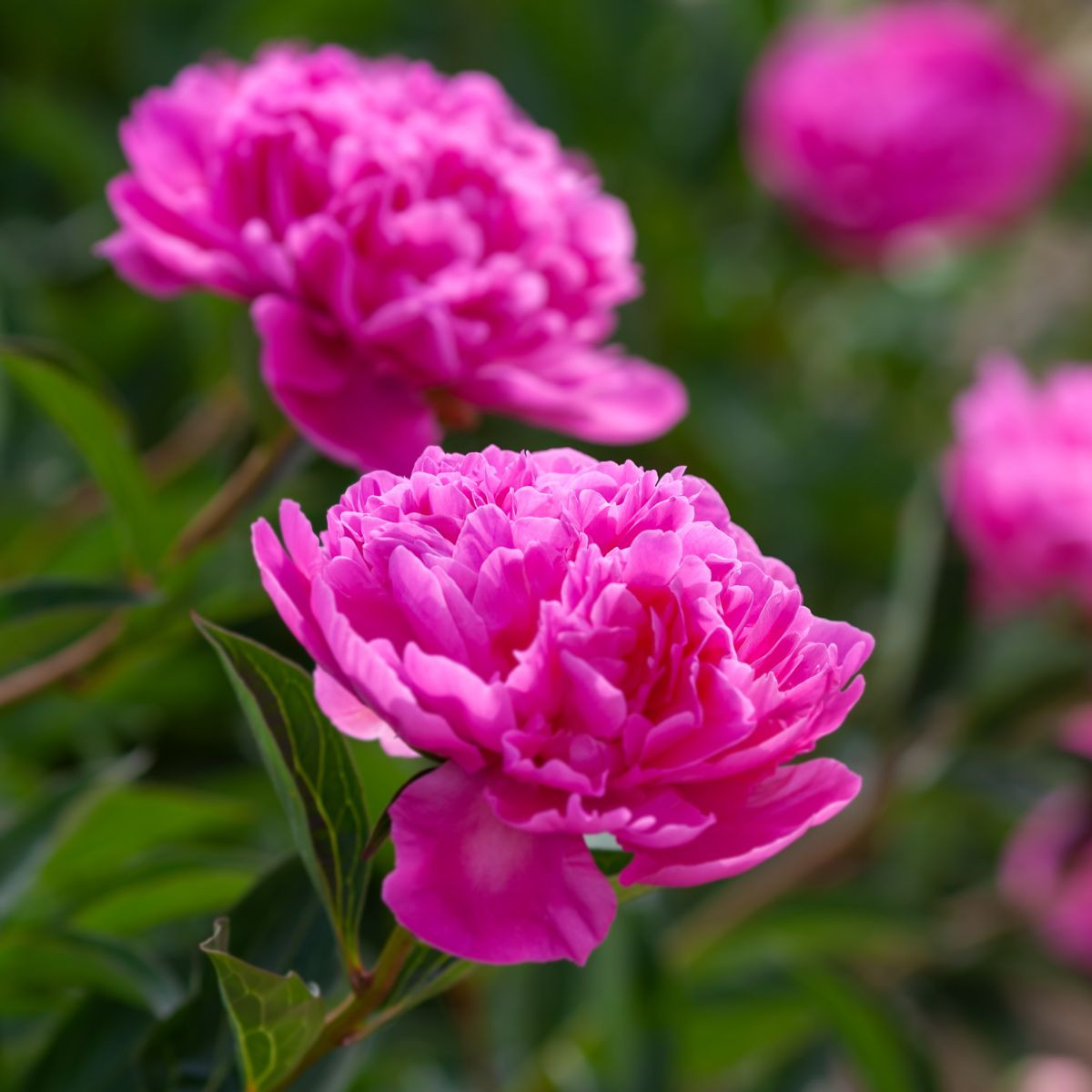 Pivoňka Patio Rome - Paeonia lactiflora - cibuloviny - 1 ks