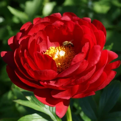 Pivoňka Patio Moscow - Paeonia lactiflora - cibuloviny - 1 ks