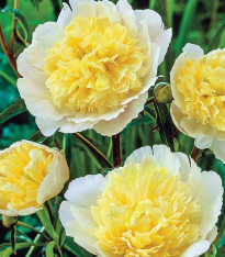 Pivoňka Prima Vera - Paeonia lactiflora - cibuloviny - 1 ks