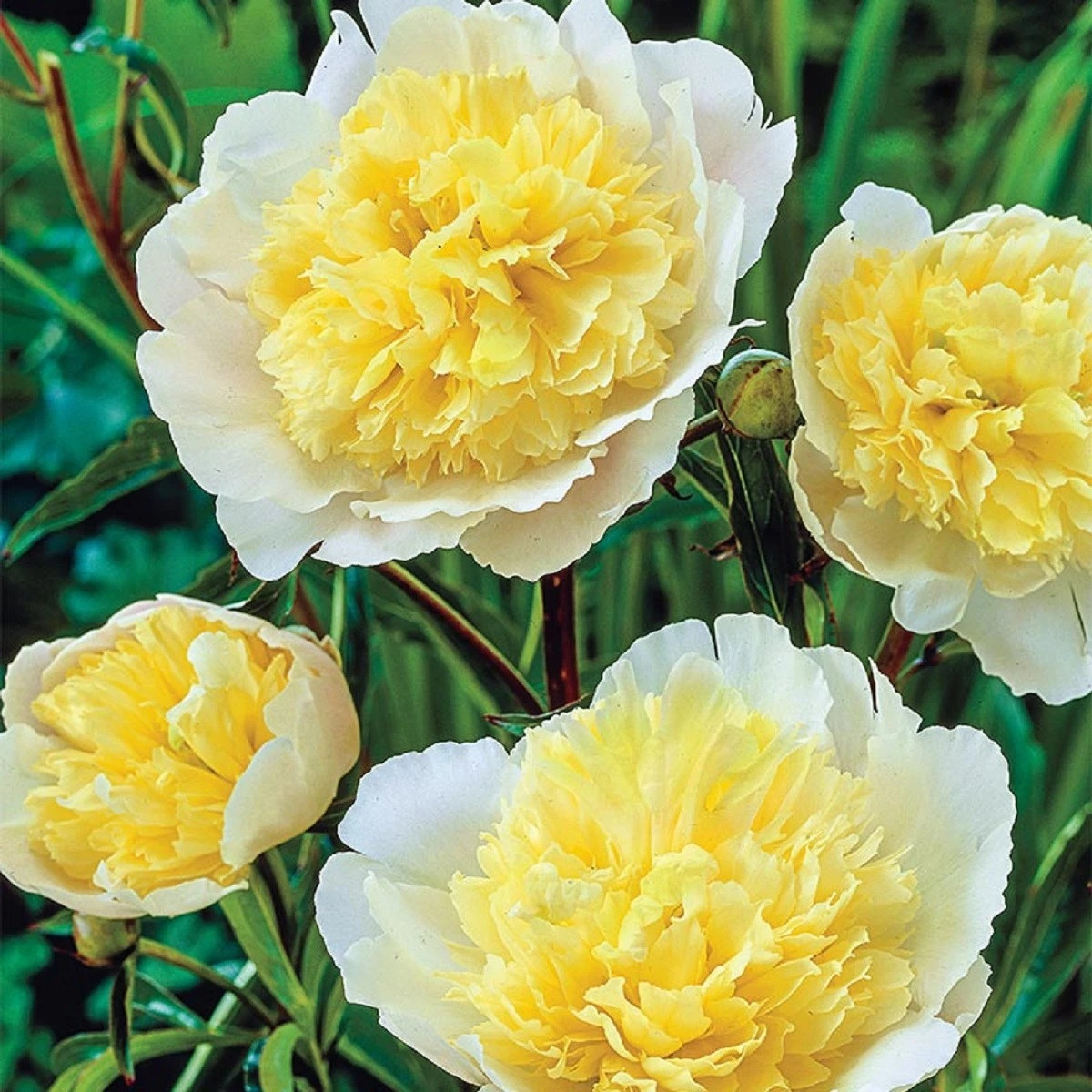Pivoňka Prima Vera - Paeonia lactiflora - cibuloviny - 1 ks