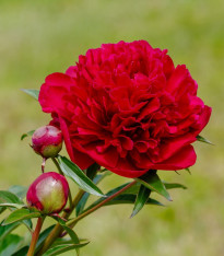 Pivoňka Felix Crouse - Paeonia lactiflora - cibuloviny - 1 ks