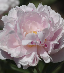 Pivoňka The Fawn - Paeonia lactiflora - cibuloviny - 1 ks