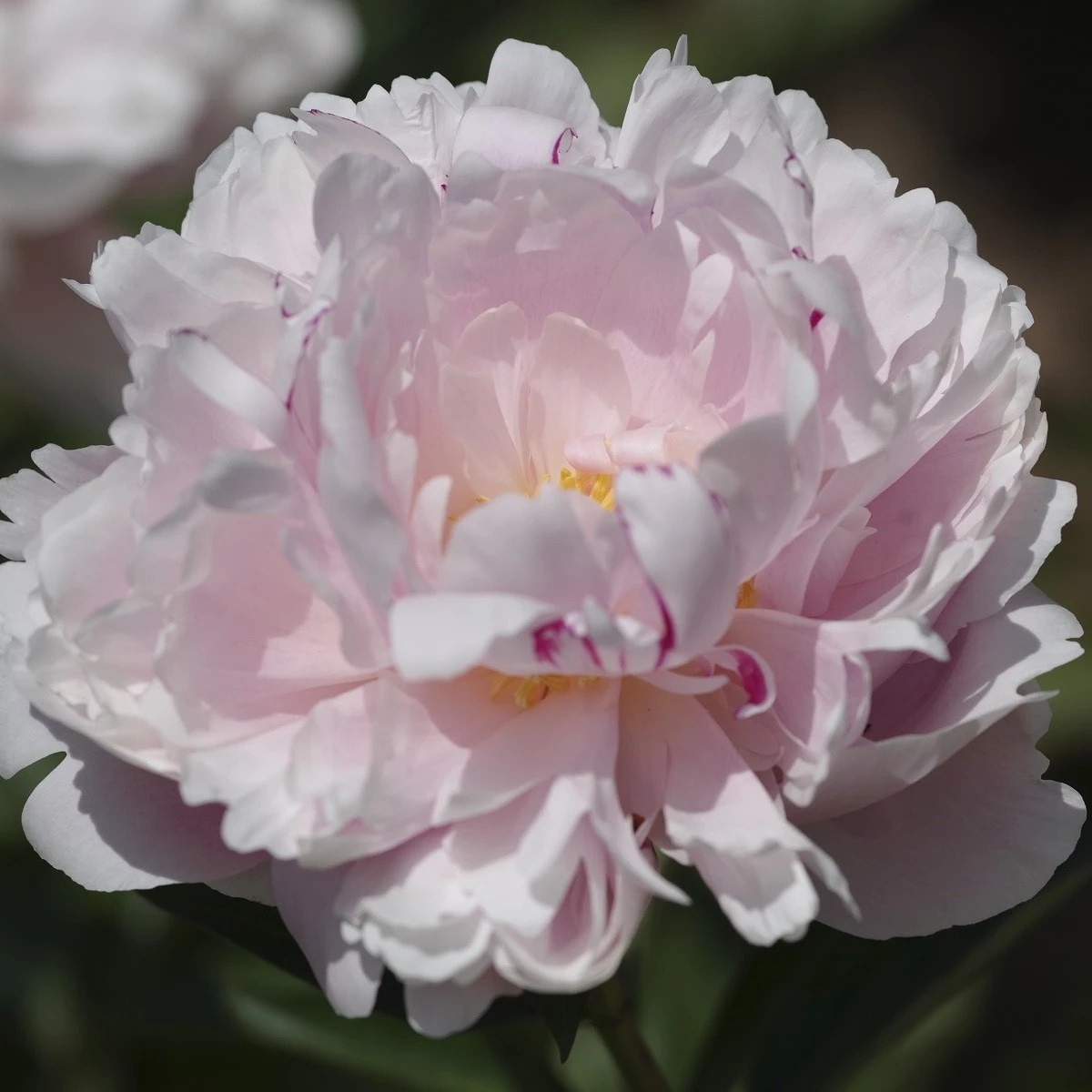 Pivoňka The Fawn - Paeonia lactiflora - cibuloviny - 1 ks