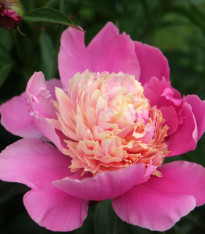 Pivoňka Gay Paree - Paeonia lactiflora - cibuloviny - 1 ks