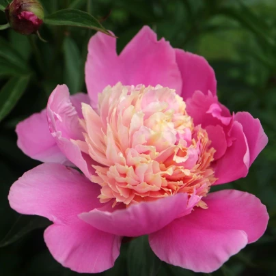 Pivoňka Gay Paree - Paeonia lactiflora - cibuloviny - 1 ks