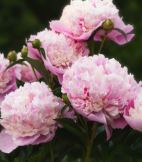 Pivoňka Sorbet - Paeonia - cibuloviny - 1 ks