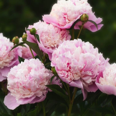 Pivoňka Sorbet - Paeonia - cibuloviny - 1 ks