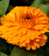 Měsíček lékařský Bon Bon oranžový - Calendula officinalis - semena - 20 ks