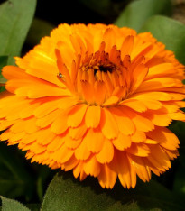 Měsíček lékařský Bon Bon oranžový - Calendula officinalis - semena - 20 ks
